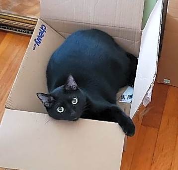 Photo of Stoli