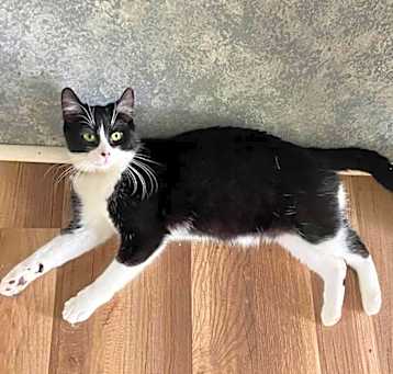 Photo of Jinx