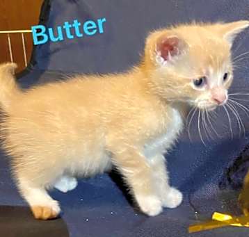 Photo of Butter