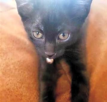 Photo of Baloo