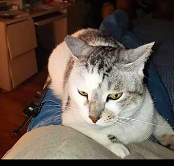 Photo of Ginger