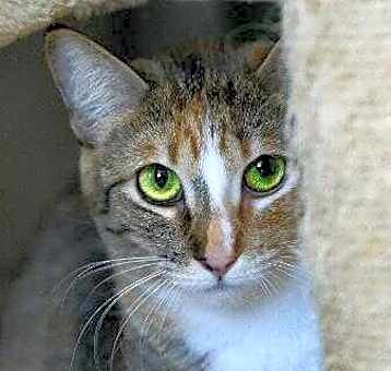 Photo of Pixie 032721