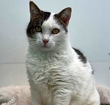 Photo of Rebel