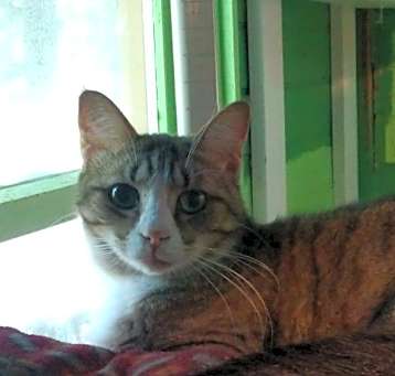 Photo of Archer