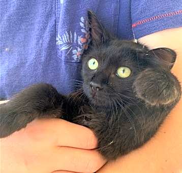 Photo of Pippin