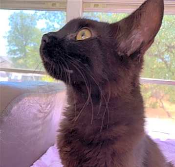 Photo of Nala