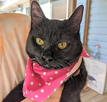 Photo of Lucy Fur (CP)