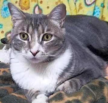 Photo of Bindi (Courtesy Post)