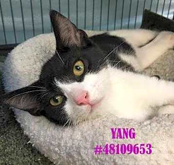 Photo of Yang