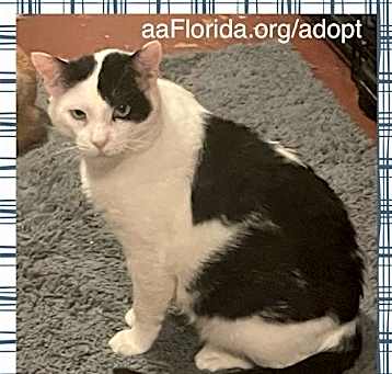 Photo of Holstein