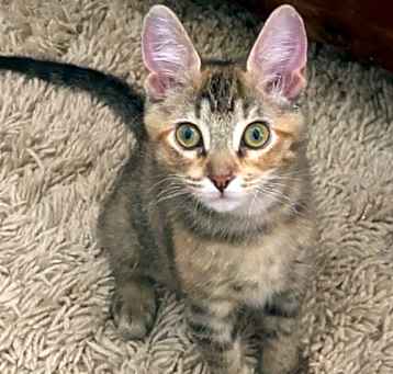 Photo of Penny
