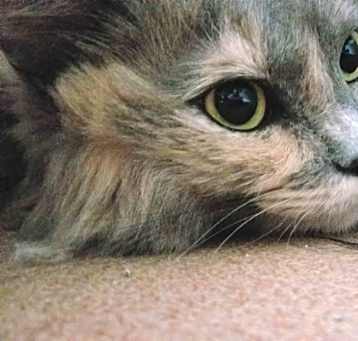 Photo of ZILLI
