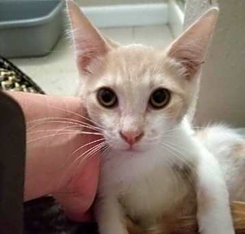 Photo of Milo