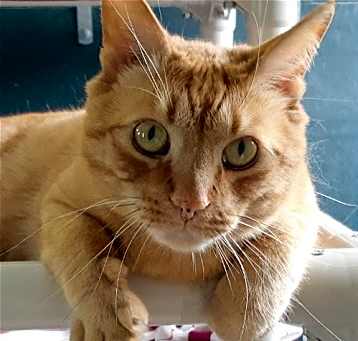 Photo of Oliver