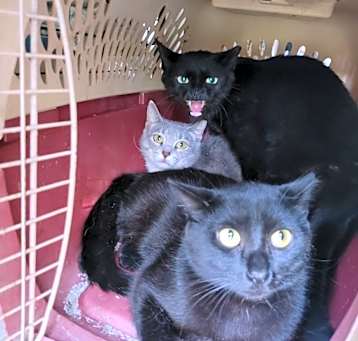 Photo of Ferals for Farms!