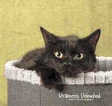 Photo of Shadow