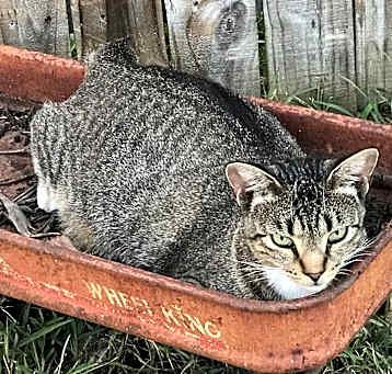 Photo of Kit kat