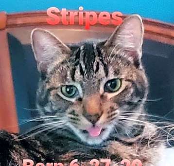 Photo of Stripes