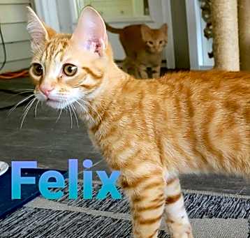 Photo of Felix