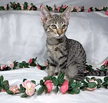 Photo of Sweet Pea