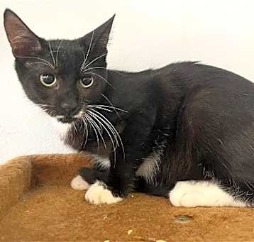 Photo of Mr. Wiskers