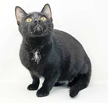 Photo of Ct Litter Felicity