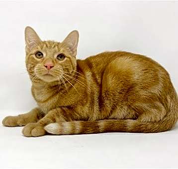 Photo of Ct Litter Ferguson