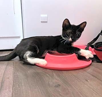 Photo of Sammy