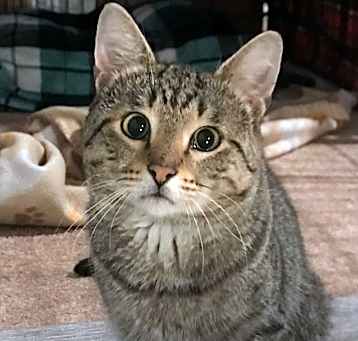 Photo of Neko