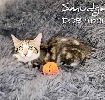 Photo of Smudge