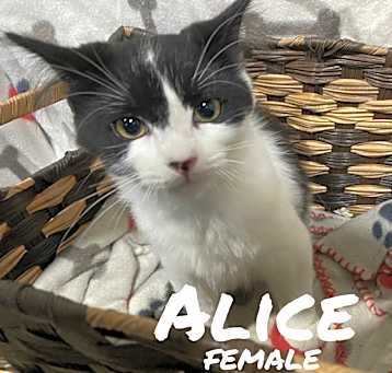 Photo of Alice
