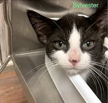 Photo of Sylvester