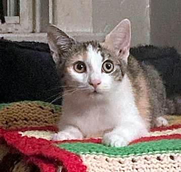Photo of Petula