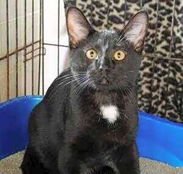 Photo of Jazz