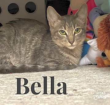Photo of Bella, Jess, Gus, Pepper