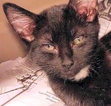 Photo of Maverick