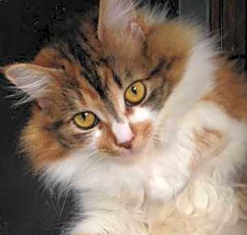 Photo of Lady Catherine