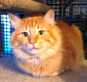 Photo of Cinnamon