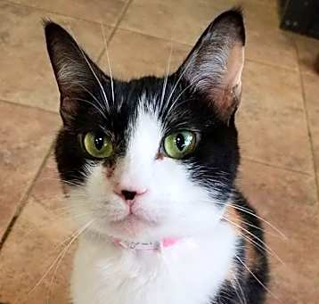 Photo of Lolita
