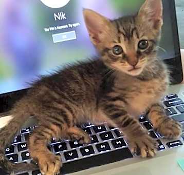 Photo of Gratey