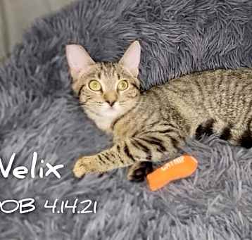 Photo of Nelix
