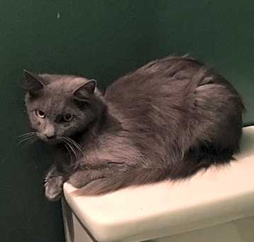 Photo of Sheba