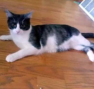 Photo of Cinder
