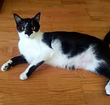 Photo of Duke