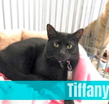 Photo of Tiffany