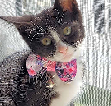 Photo of Sassy