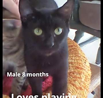 Photo of Jitterbug
