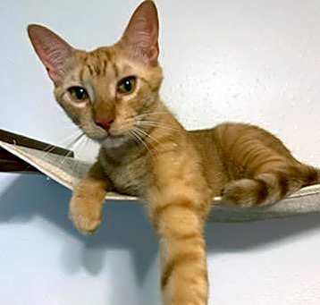 Photo of Dorito