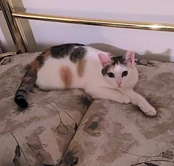 Photo of Sweet Pea