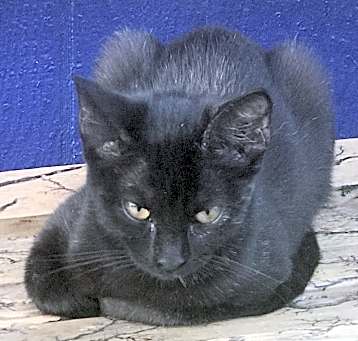 Photo of Velvet